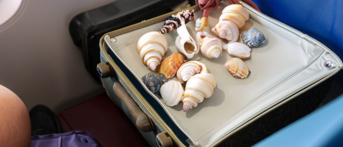 ¿Puedes llevar mejillones en un avión? Reglas de la TSA decodificadas