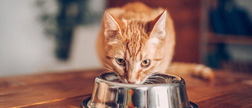 ¿Puedes llevar un gato en un avión?