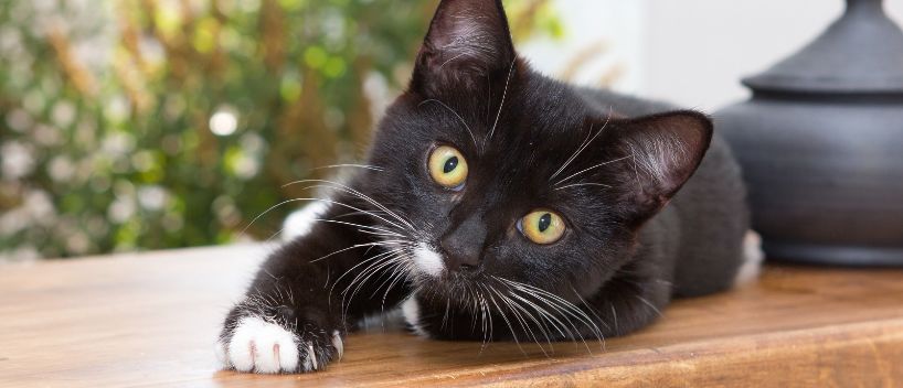 ¿Puedes llevar un gato en un avión?