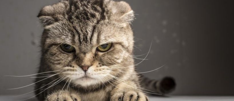 ¿Puedes llevar un gato en un avión?