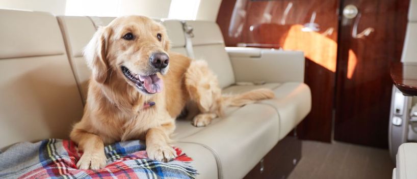 ¿Puedes llevar un perro en un avión? Pautas para viajar con perros