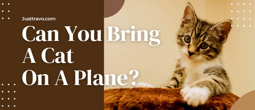 ¿Puedes llevar un gato en un avión?