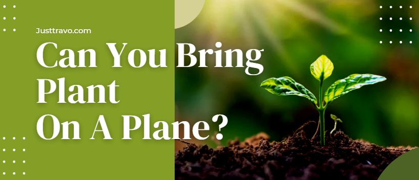 ¿Puedes llevar plantas en un avión?