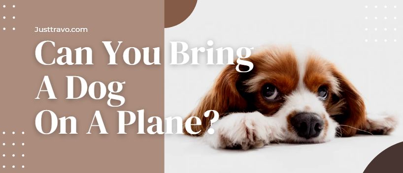 ¿Puedes llevar un perro en un avión? Pautas para viajar con perros