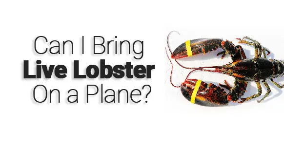 ¿Puedo llevar langosta viva en un avión? 2024