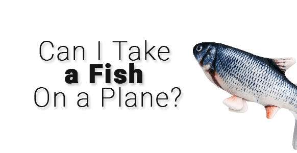 ¿Puedo llevar un pez vivo en el avión? 2024