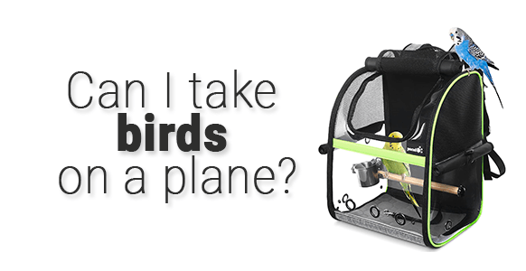 ¿Puedo llevar pájaros en un avión? Volando con pájaros 2024