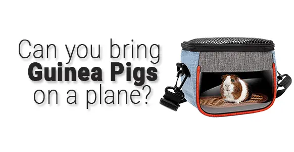 ¿Puedes llevar conejillos de indias en un avión? 2024 ¿Puedes llevar conejillos de indias en un avión? 2024