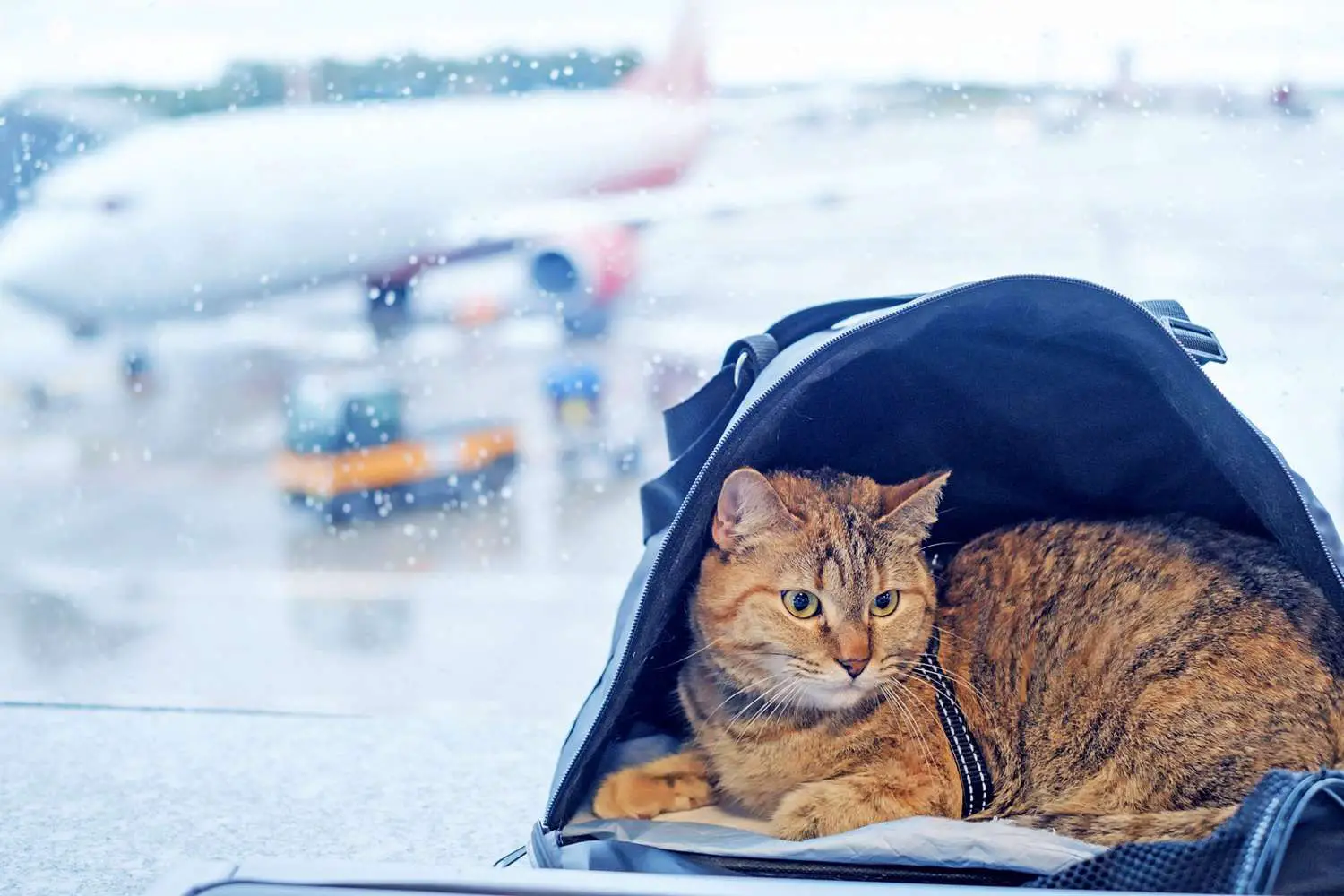 Cómo evitar que tu gato maúlle en un avión