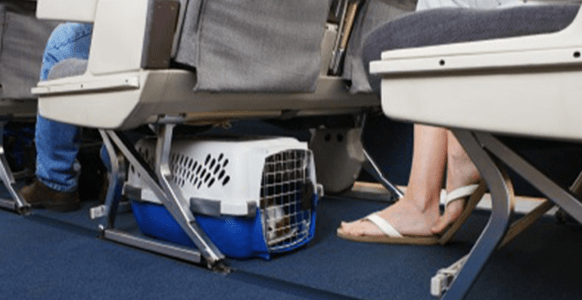 ¿Qué tan estrictas son las aerolíneas cuando se trata de transportadores de mascotas?