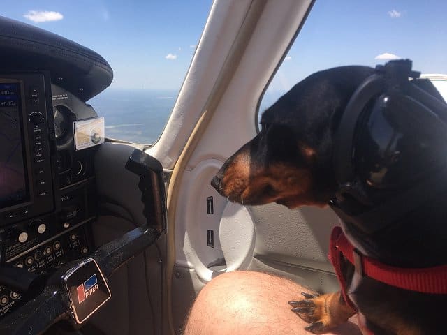 Cómo proteger el oído de tu perro cuando vuela