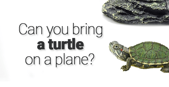¿Puedes llevar una tortuga en un avión? 2024