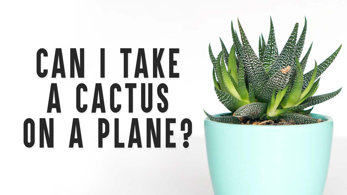 ¿Puedo llevar un cactus en el avión? reglas de la TSA