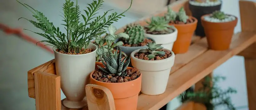 ¿Puedes llevar plantas en un avión?