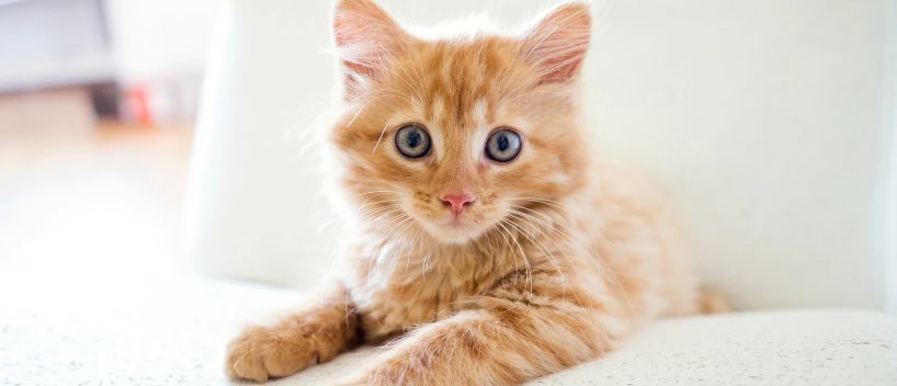 ¿Puedes llevar un gato en un avión? ¿Puedes llevar un gato en un avión?