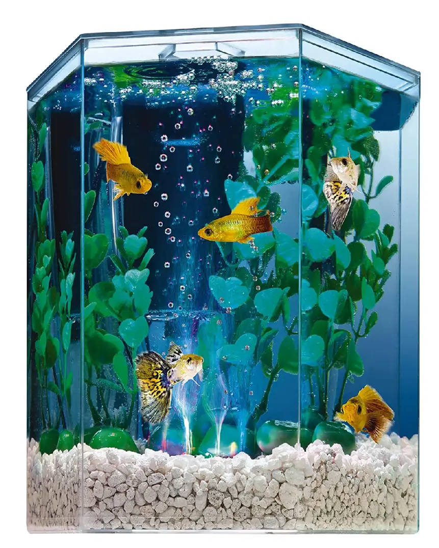 ¿Puedo llevar un pez vivo en el avión? 2024