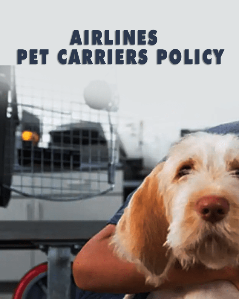 ¿Qué tan estrictas son las aerolíneas cuando se trata de transportadores de mascotas?